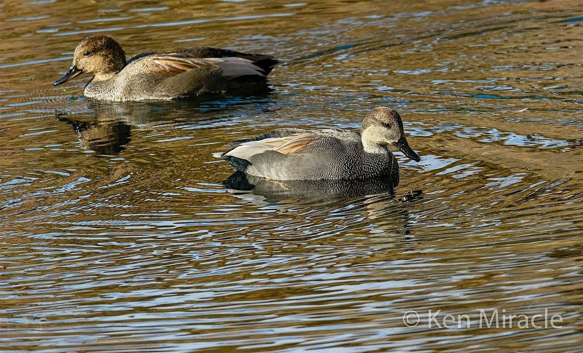 Bird Walk at Wilson Springs Ponds