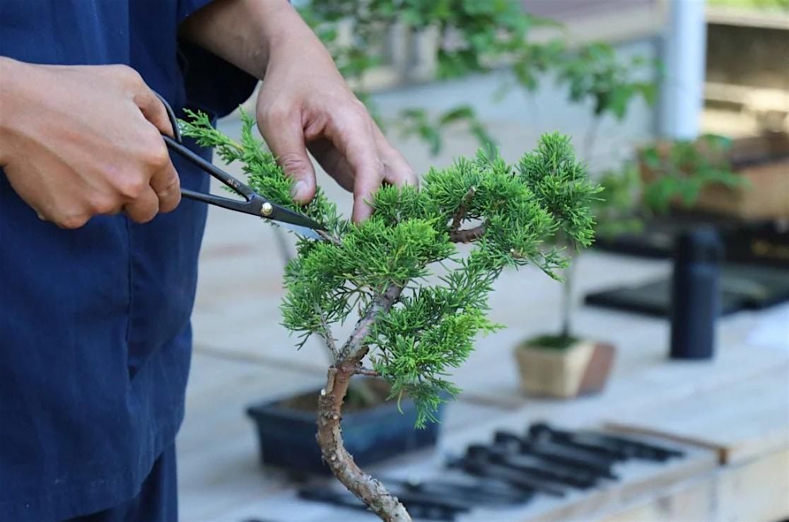 Bonsai Club- Tiny Trees, Big Joy