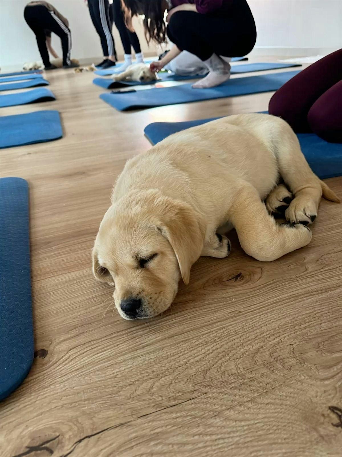 Puppy Yoga Charlotte