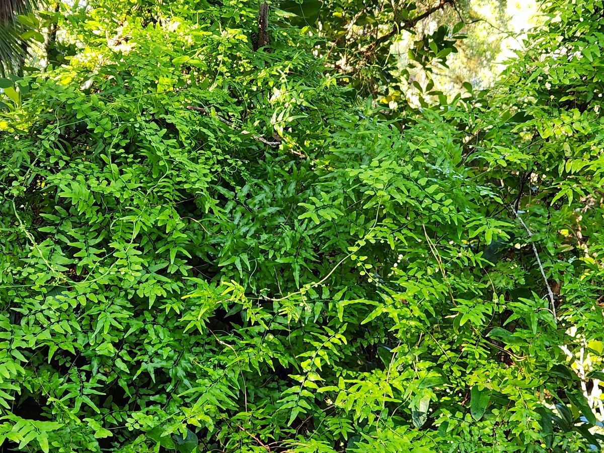 Invasive Plants of Southwest Florida