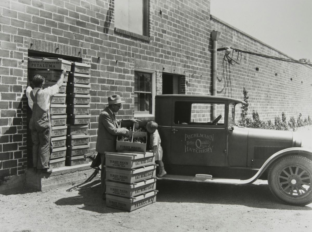 Petaluma's Living History: The Hatchery Years