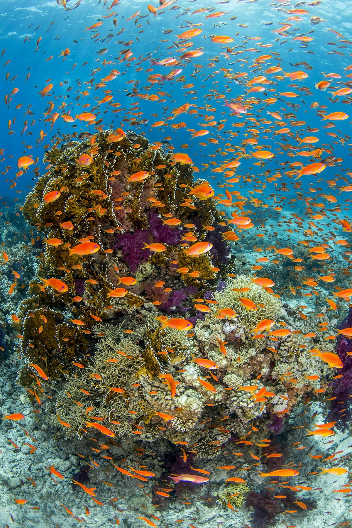 Olathe North Geoscience: Kids Day Out - Oceans