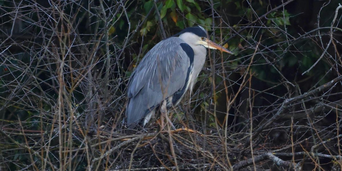 Family-friendly birdwatching walk - Epping Forest Guided Walk