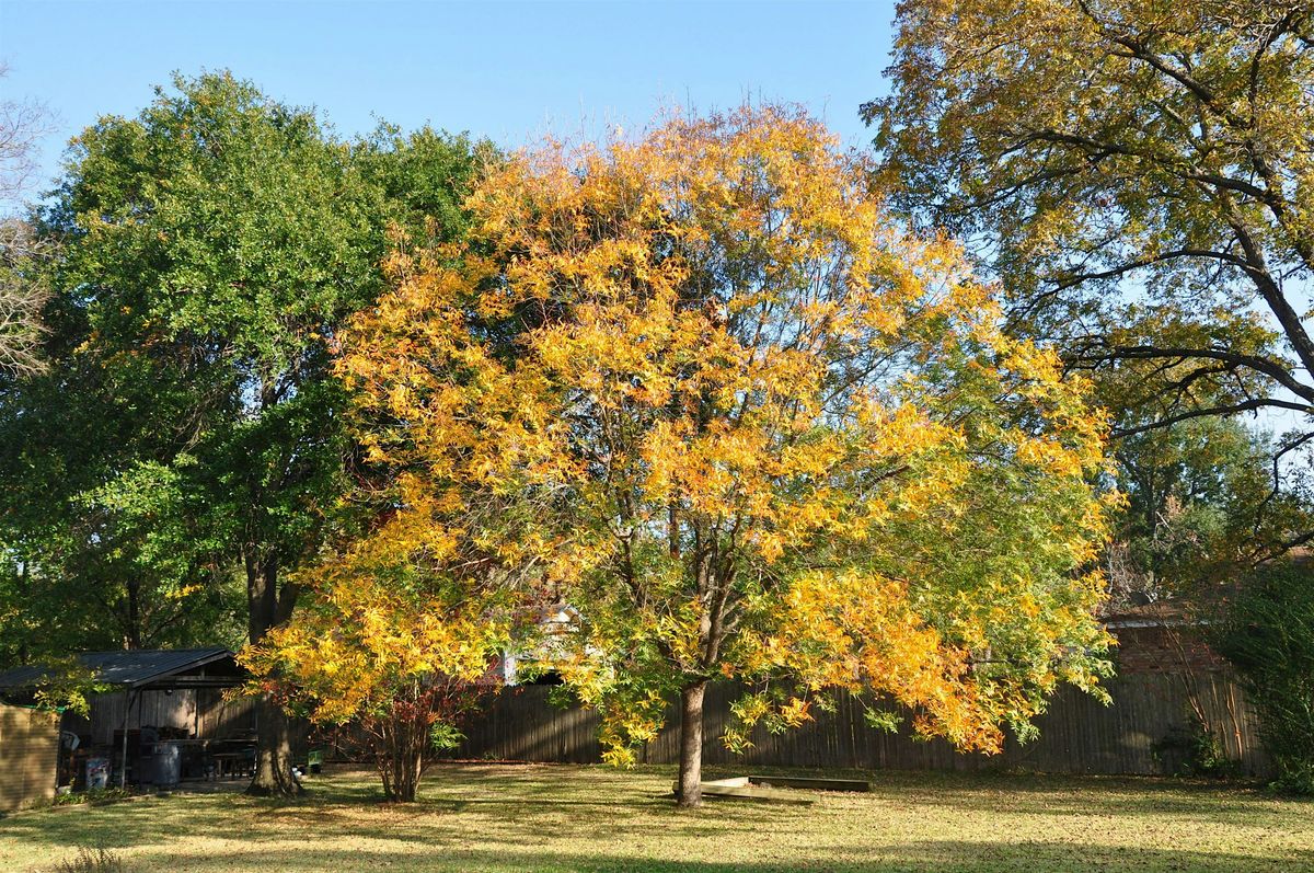 Amazing Scavenger Hunt! - Terrell\u2018s Downtown Treasure Trot