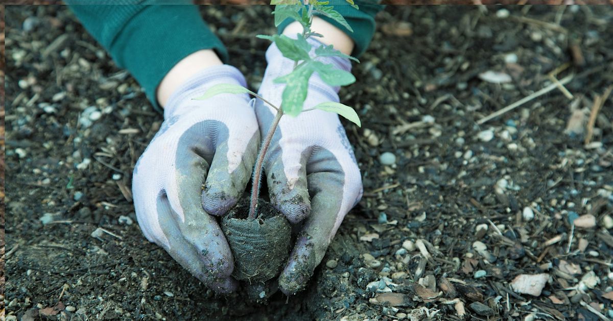 Tending the Root: Supporting Foster & Adoptive Families