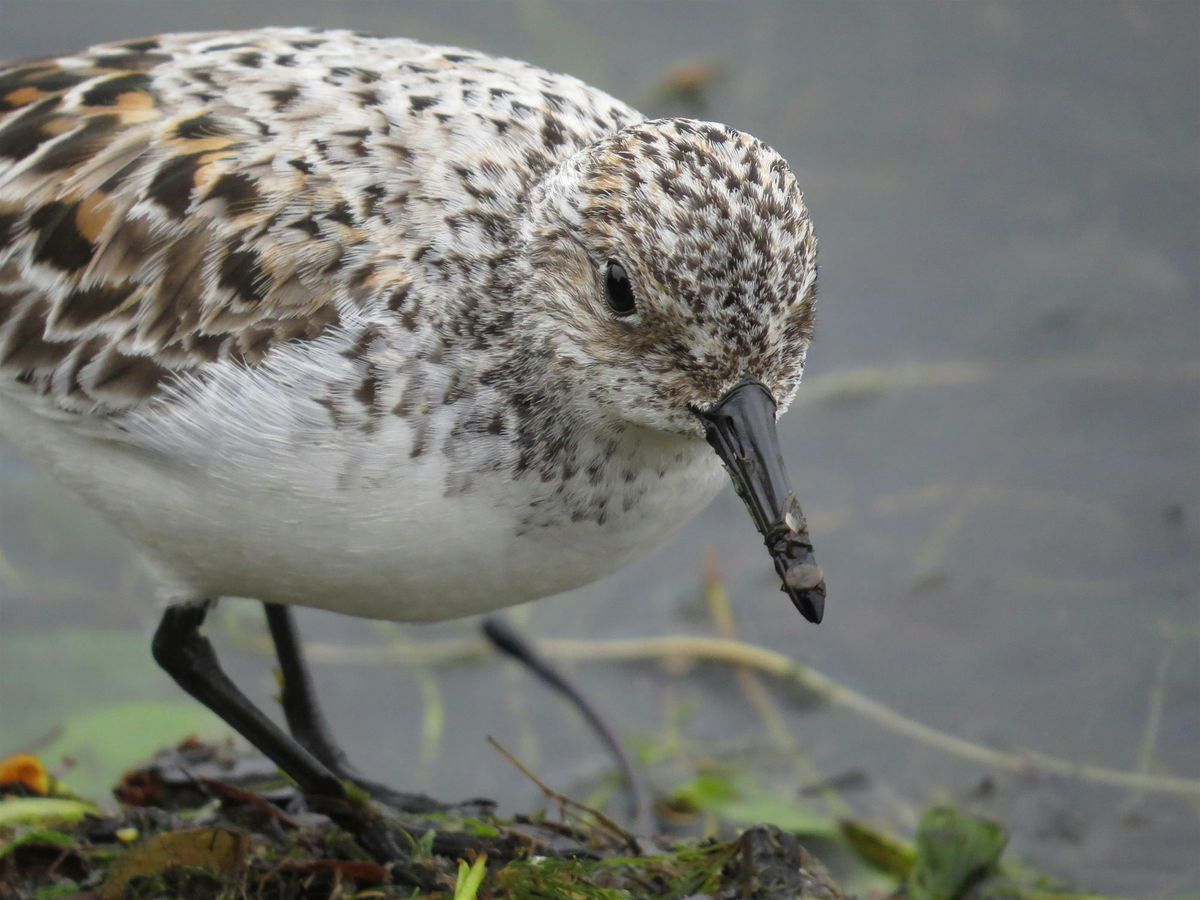 Birding at Blaine Marine Park