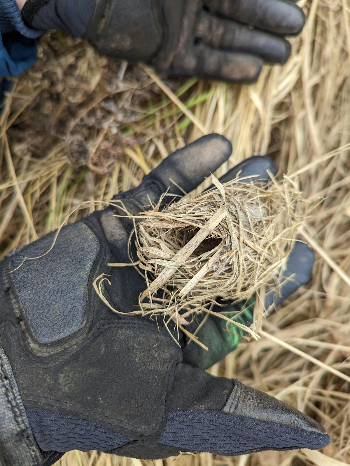 Harvest Mice Nest Survey RSPB Hope Farm