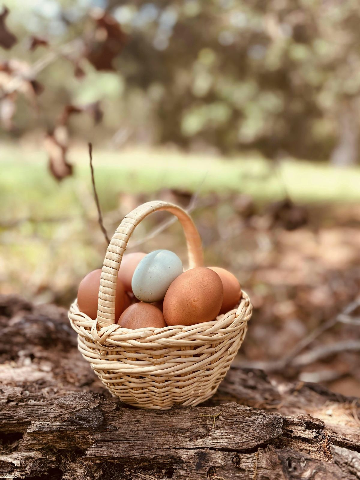 Homestead Skills in Community: Preservation Workshop