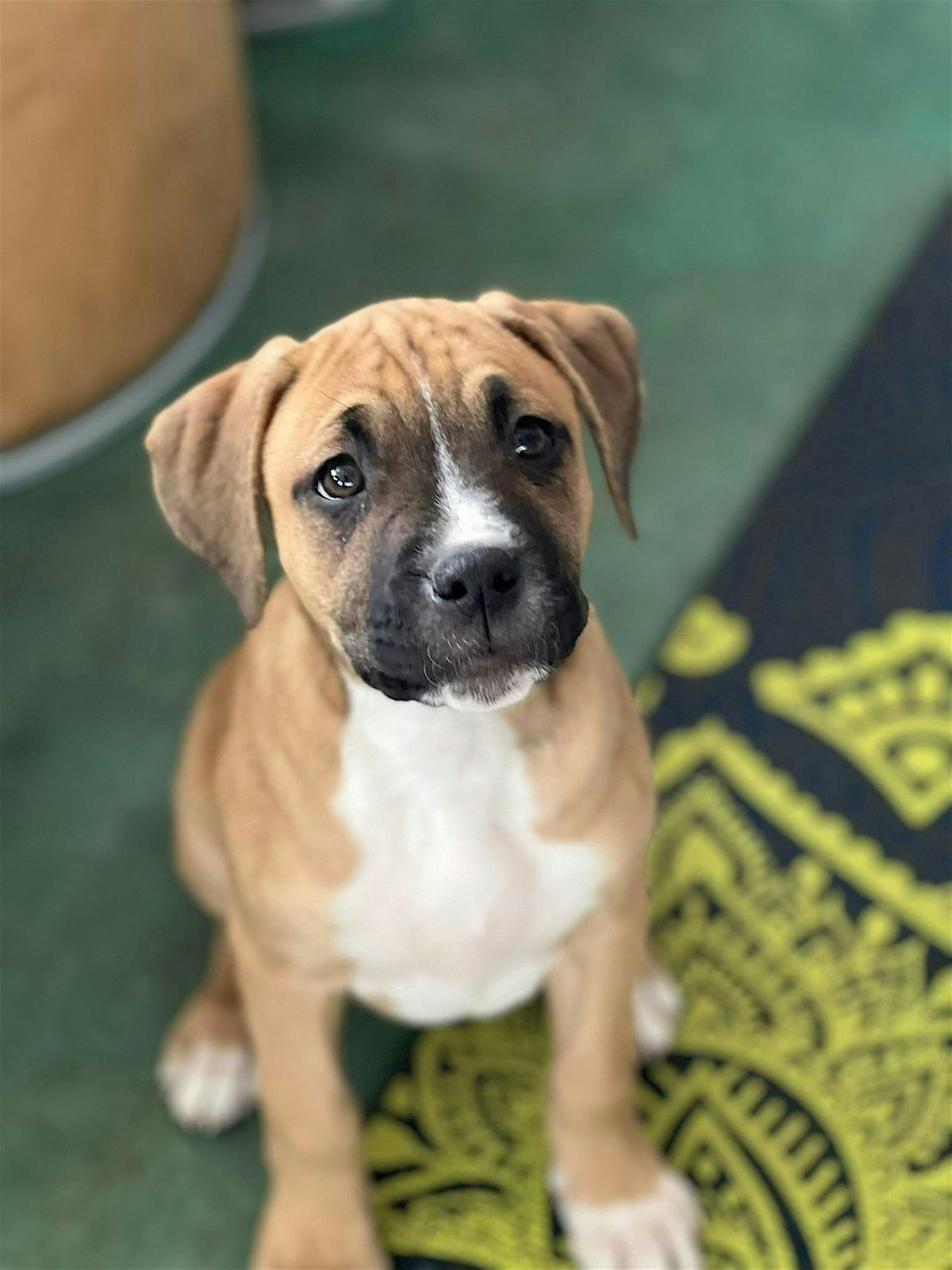 Rescue Puppy Yoga - Pet Wants Olde Town Arvada