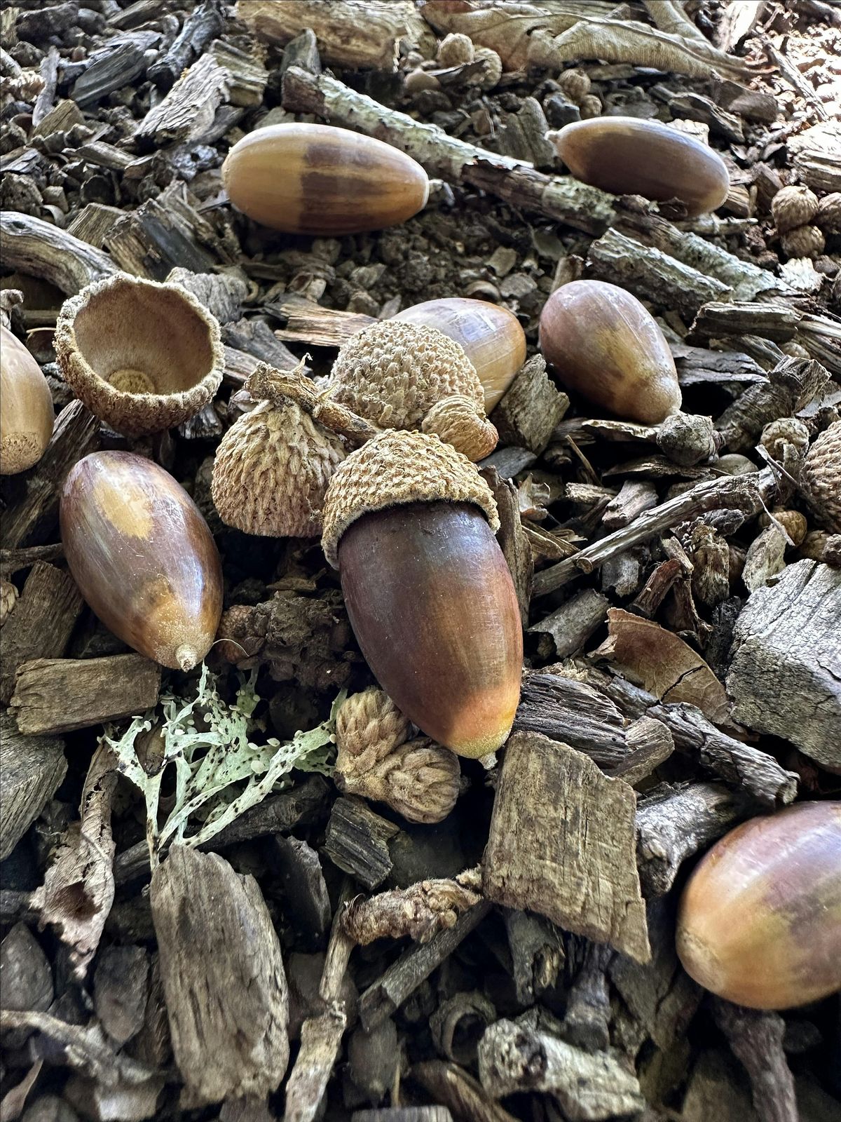 Tamariki Discover: Autumn