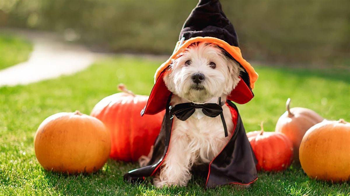 Halloween Pet Costume Contest