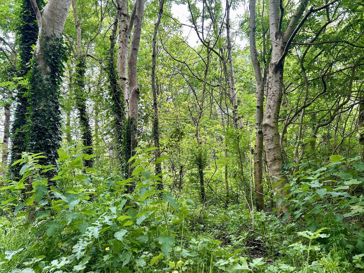 The Hidden Science & Engineering of Terryland Forest Park, Past & Present