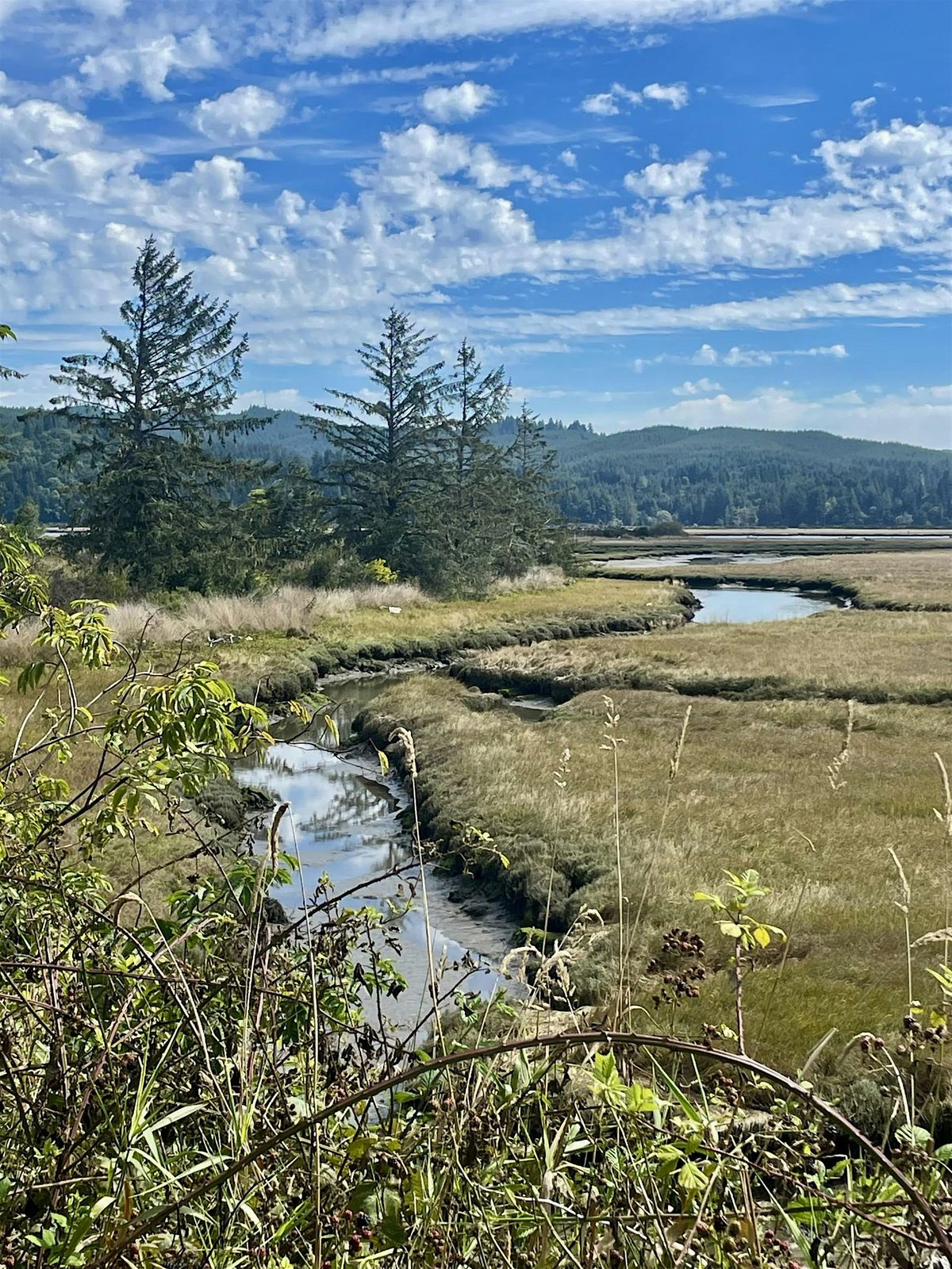 Birding at the Millicoma Marsh Trail