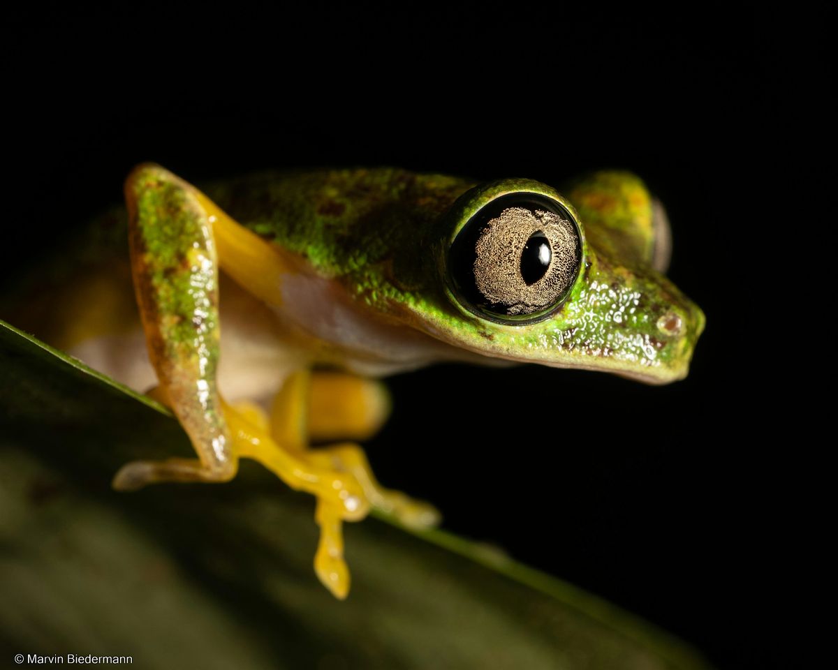 Wildlife Exploration: Reptiles, Amphibians & the Tropics - CPS 25 Talks