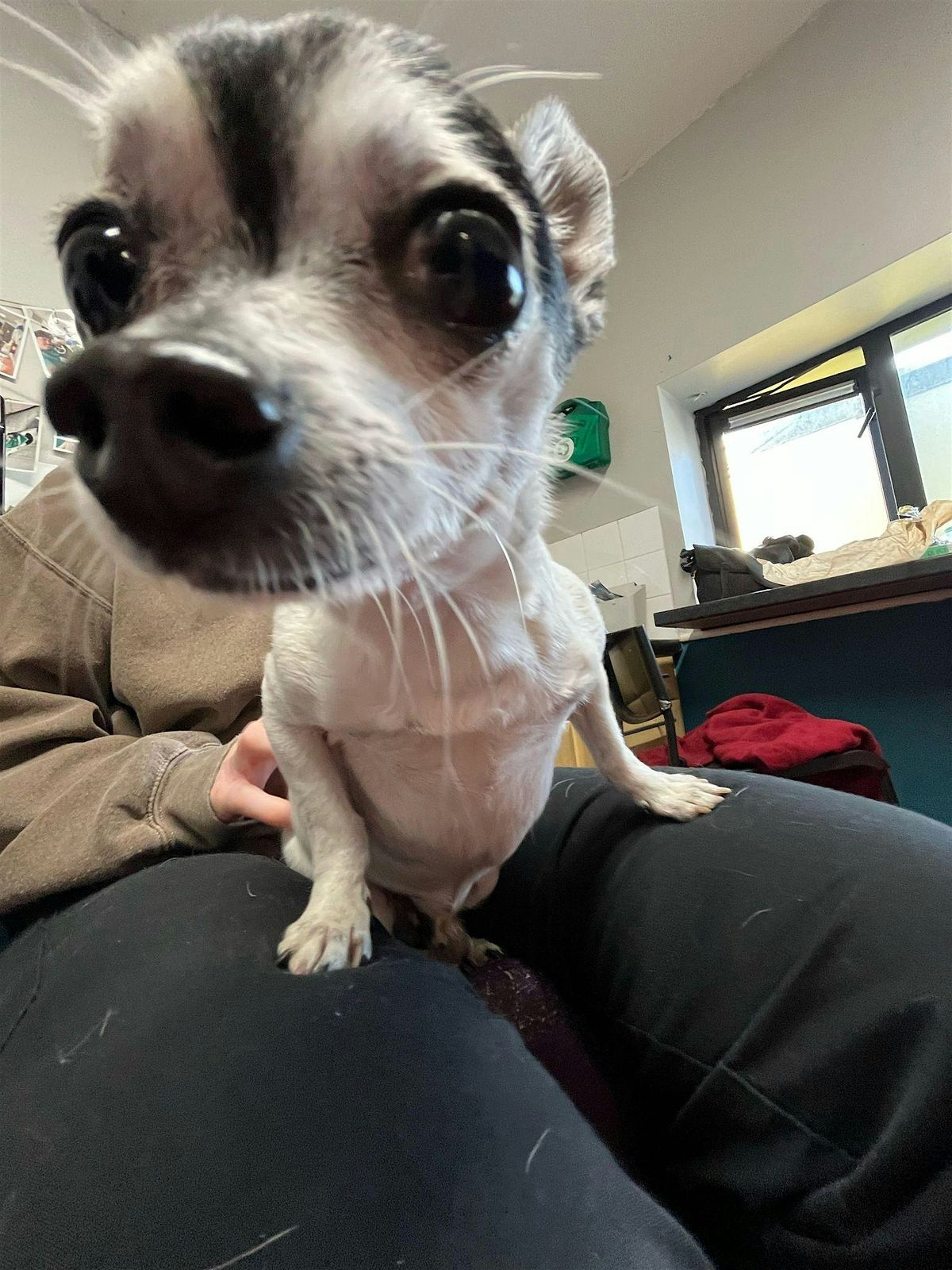DSPCA Free Microchipping for Cats and Dogs