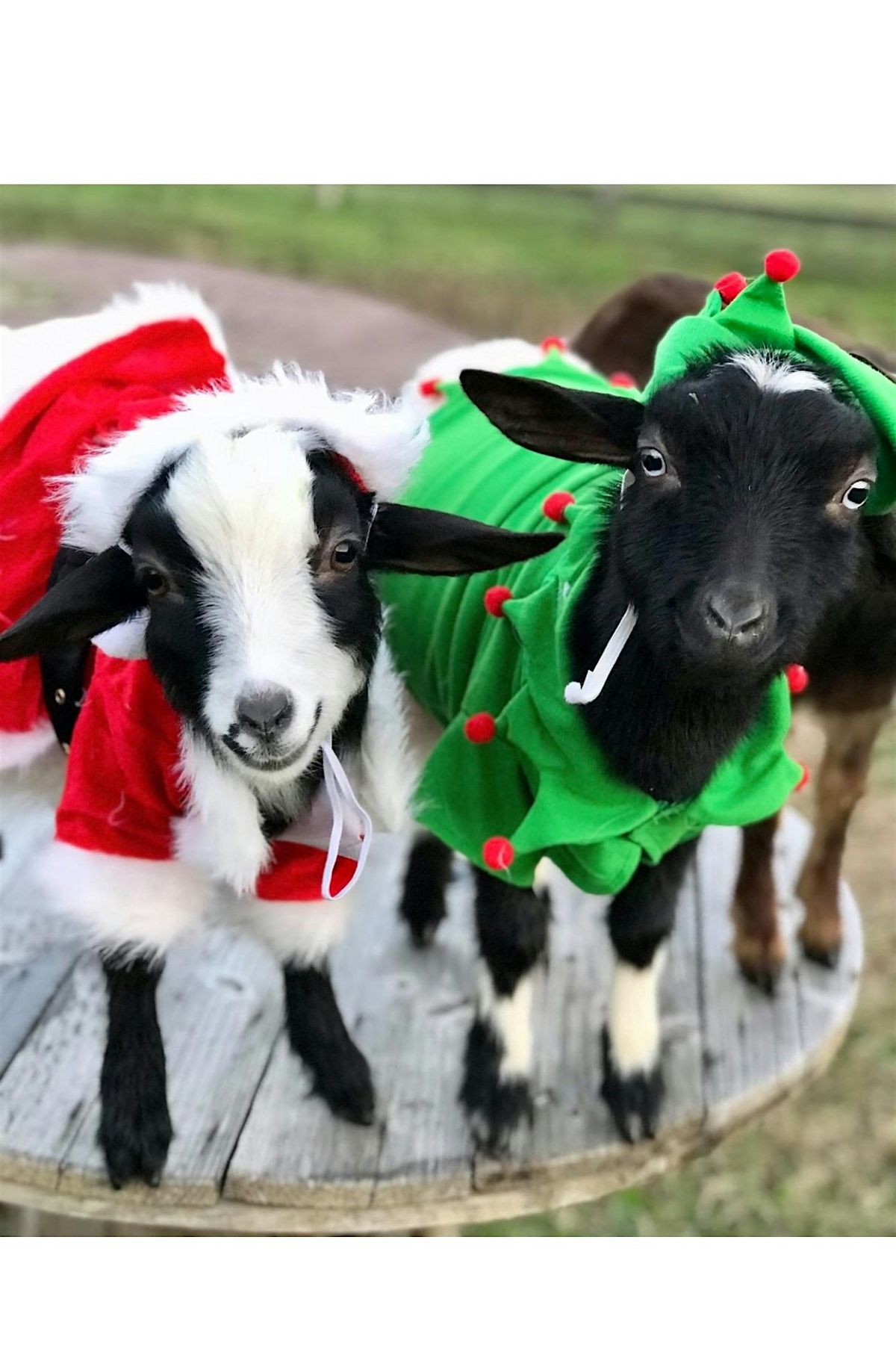 Goat Yoga Nashville- Merry Christmas & Happy Holiday's Class