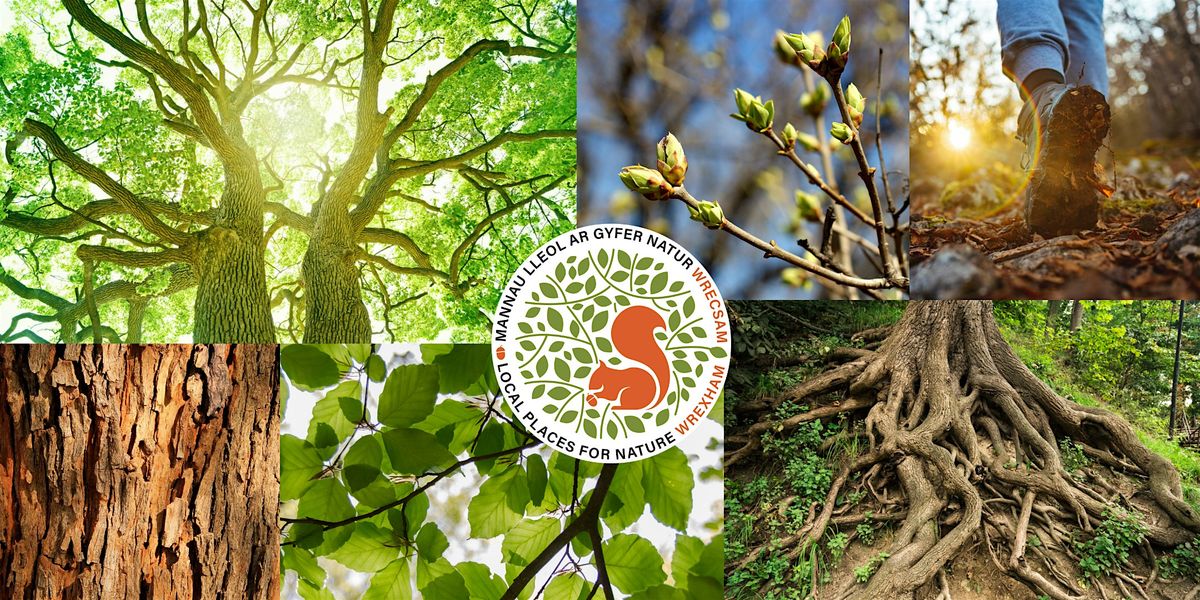 FREE bus to Ty Mawr Country Park (optional "Walking with Trees" tour)
