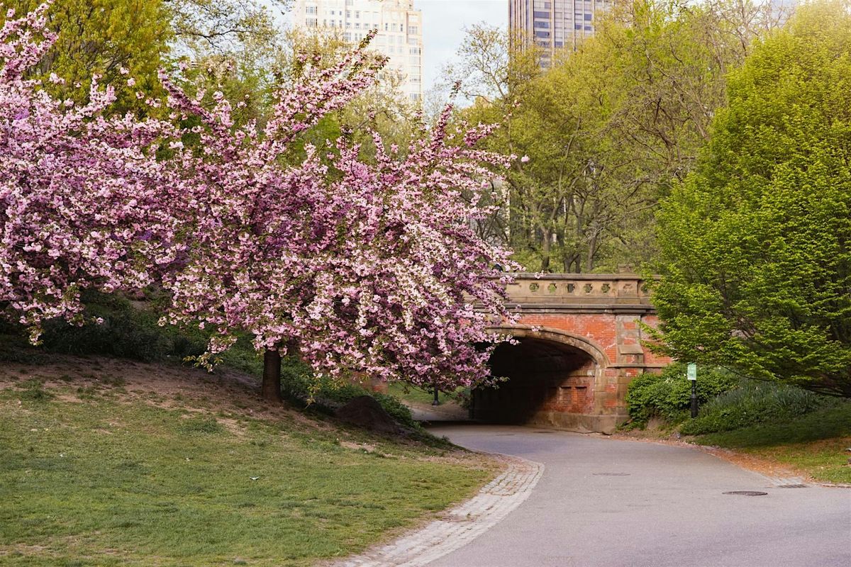 Walk&Talk - Cherry Blossom (Central Park)