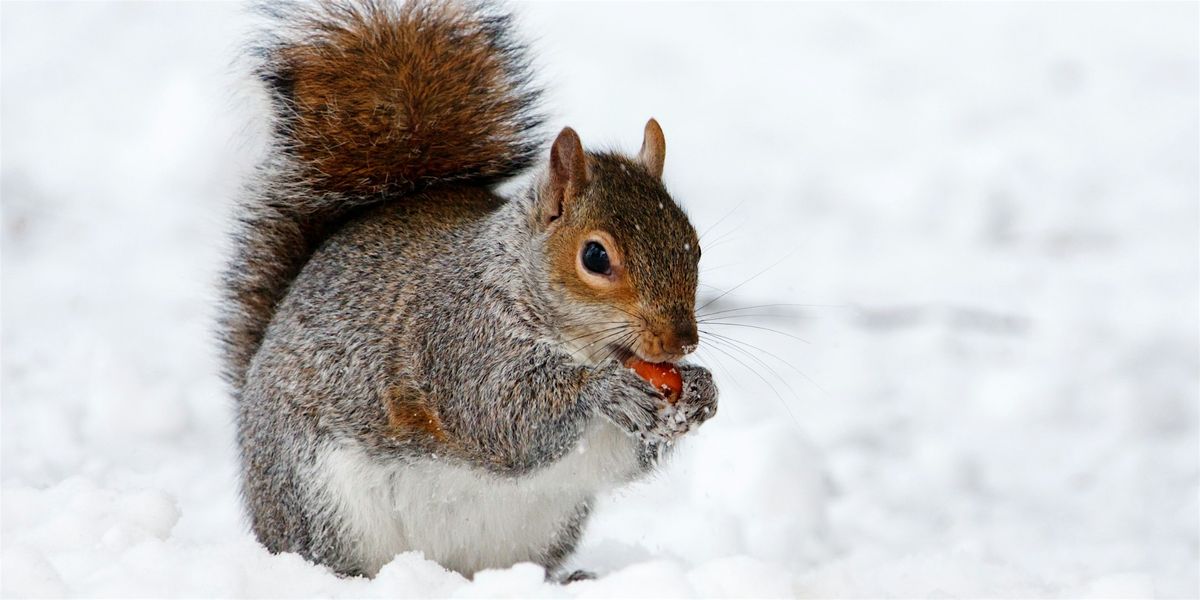 Winter Naturalist Tracking