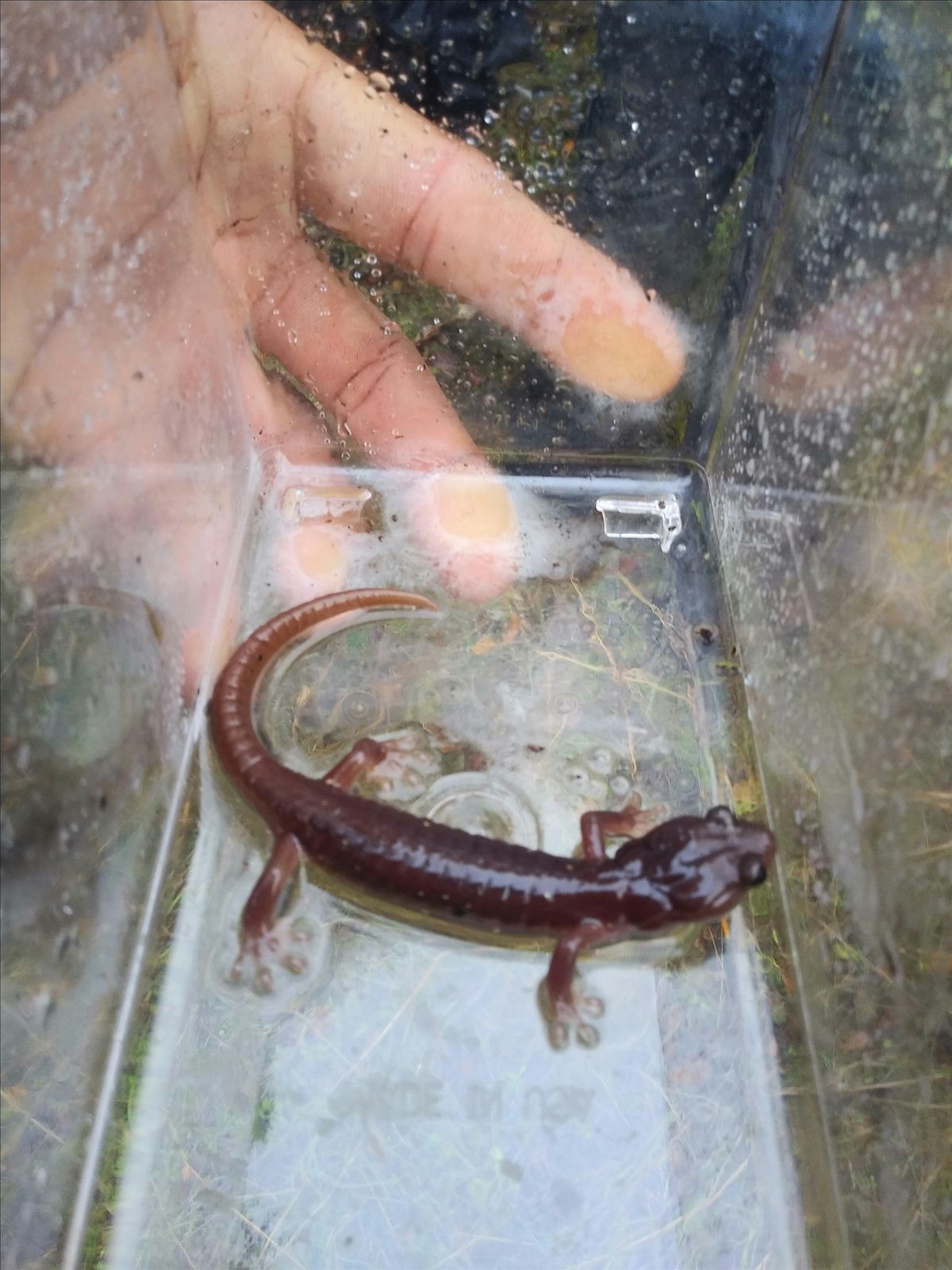 Amphibians of the San Francisco Bay Area Workshop