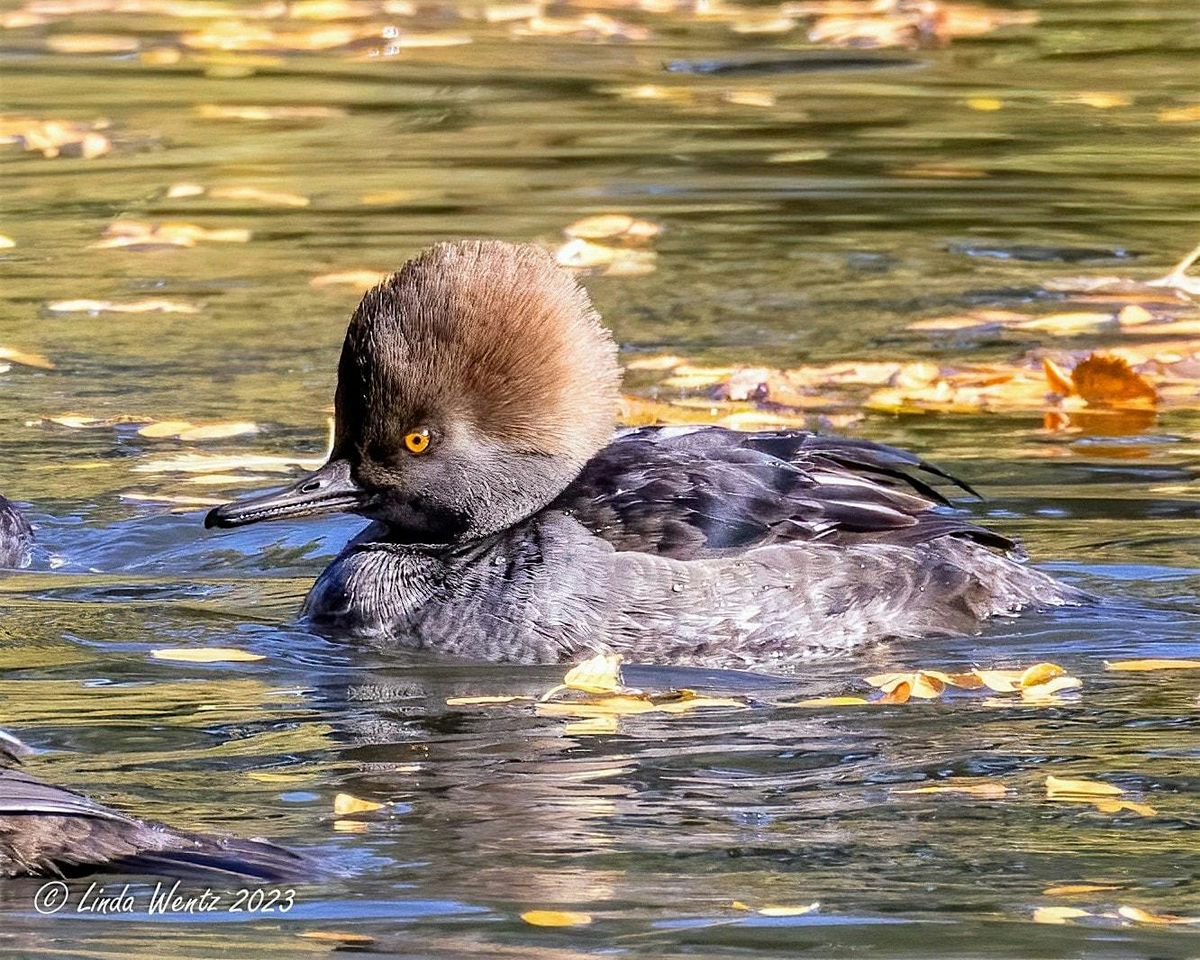 Wednesday Birders at Garden City Greenbelt