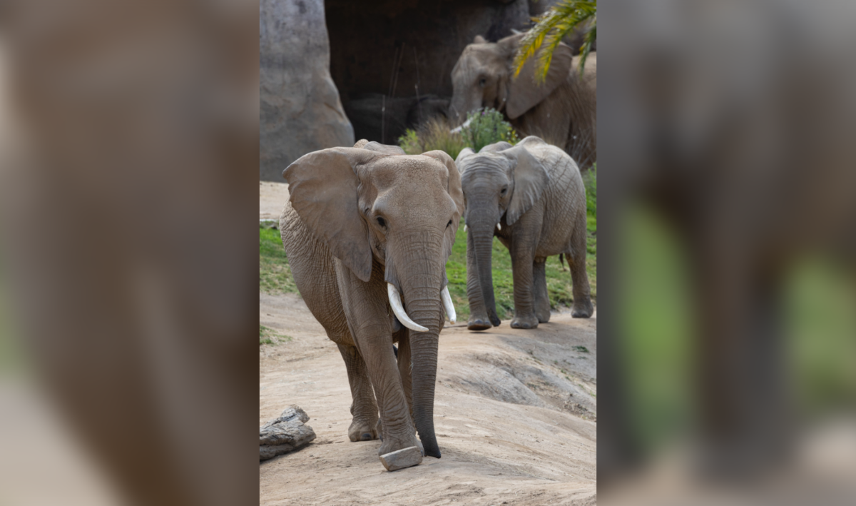 Parking Water For Elephants - San Diego