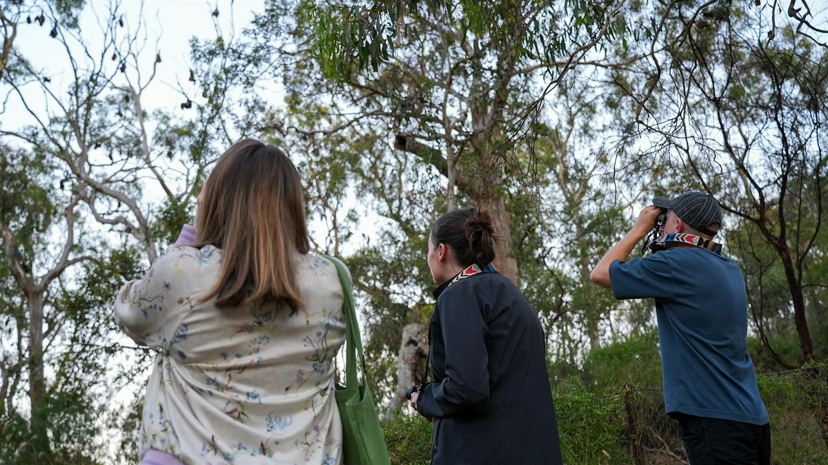 Meet grey-headed flying foxes: a guided walk - morning session at ...