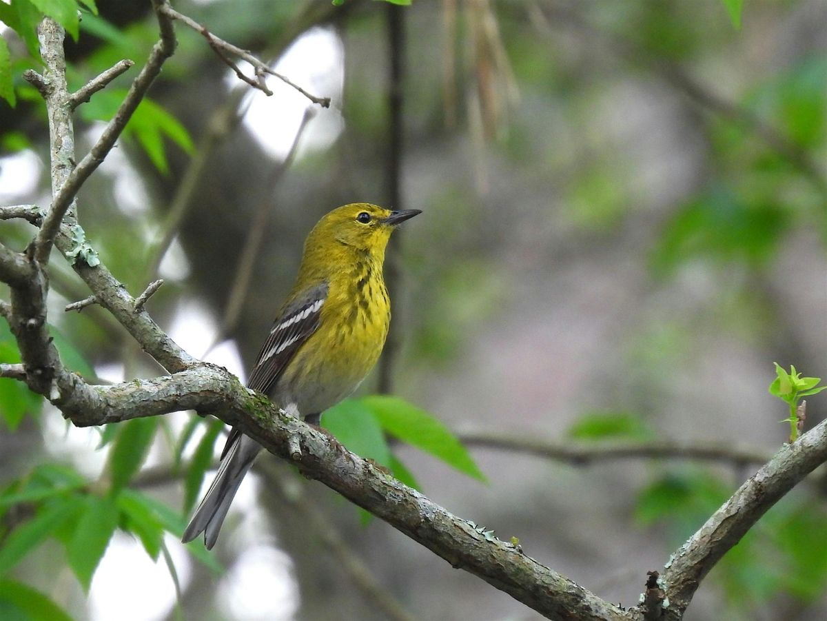 Birding Basics @ Hilltop Arboretum - Evening Class (Fall 2025)