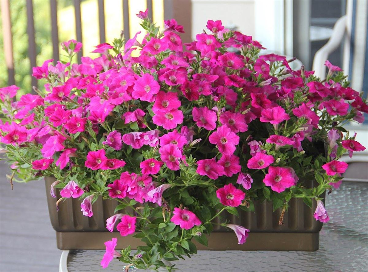 Learn to Grow: Gardening Techniques