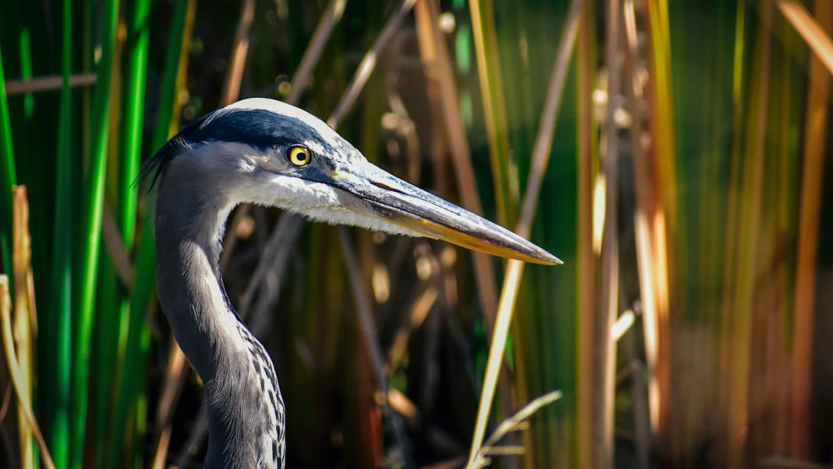 Explore Natural Martin Seasonal Birding Series: Indian River Lagoon