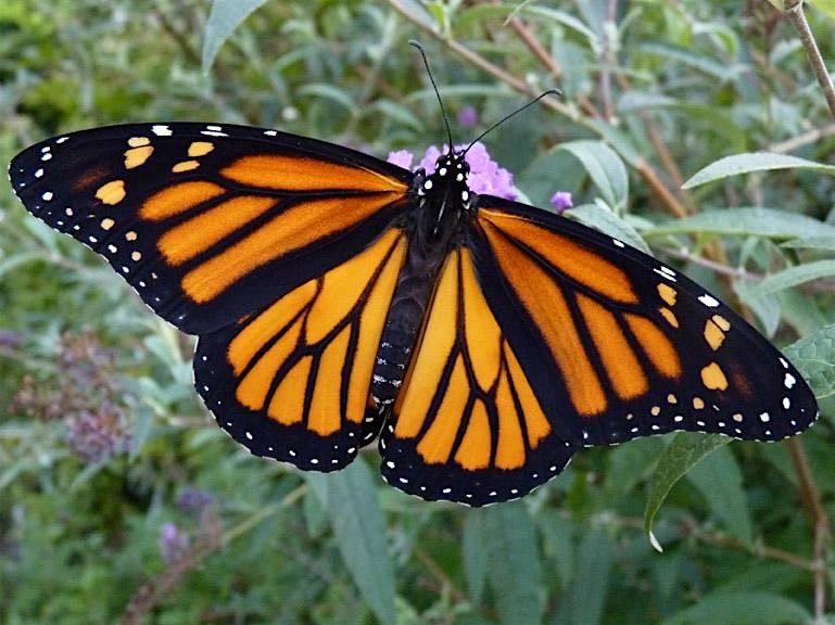 NJ Audubon Monarch Madness