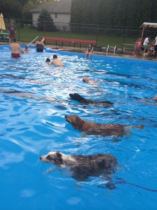 Dog Swim