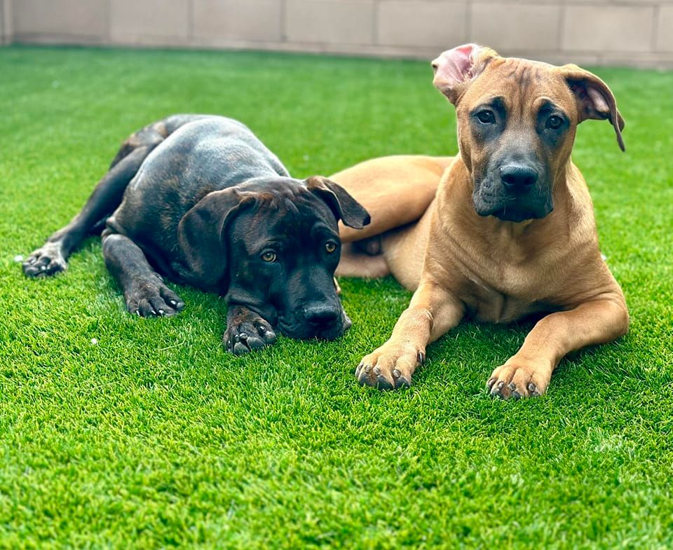 dogust-adoption-event-petsmart-oro-valley-az-august-26-2023