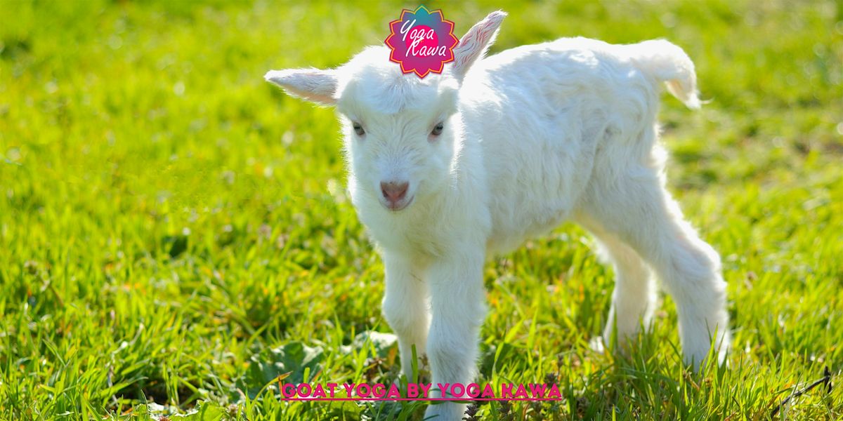 Goat Yoga (Family & Adults - Friendly) by Yoga Kawa Toronto