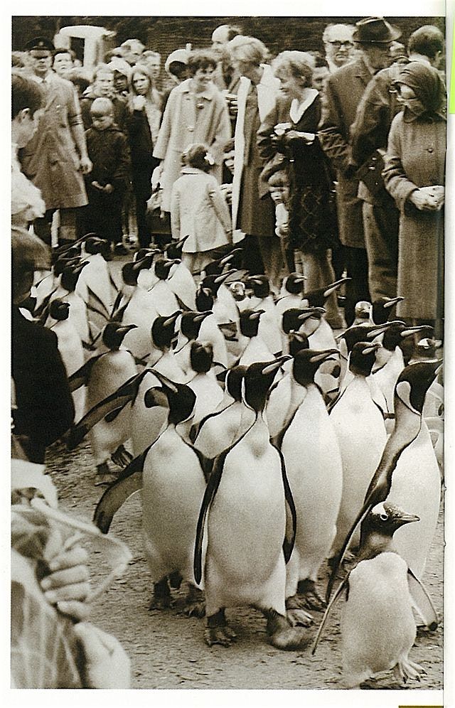 Tea and Talks: History of the zoo
