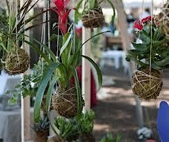 Kokedama Workshop 4th November 2025