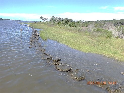 Living Shorelines Field Trip