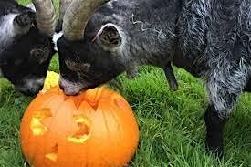 Pumpkins for the Goats