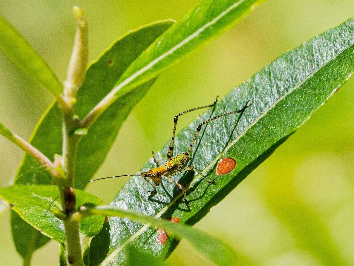 Spreckels Hill BioBlitz