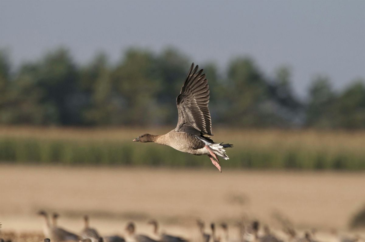 Wildfowl and waders at East Chevington