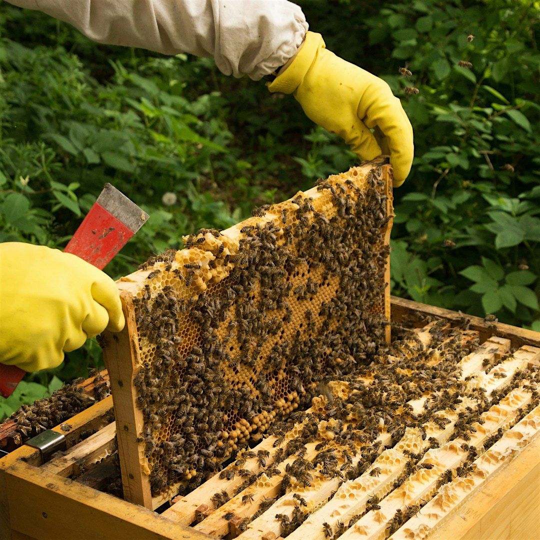 Backyard Beekeeping 201: This Second Year with Bees