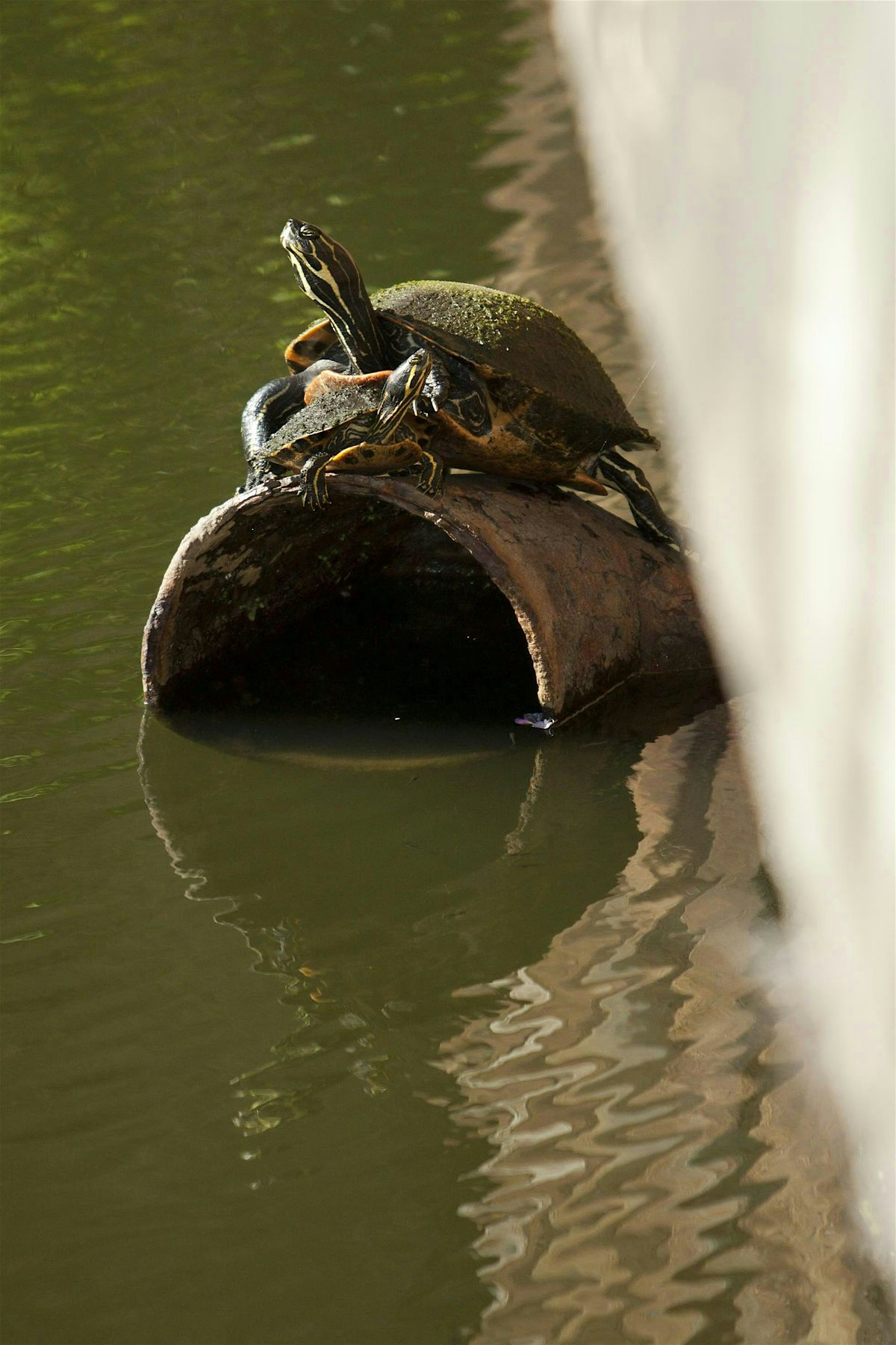Enjoy Your Pond (November 8th, 2025)