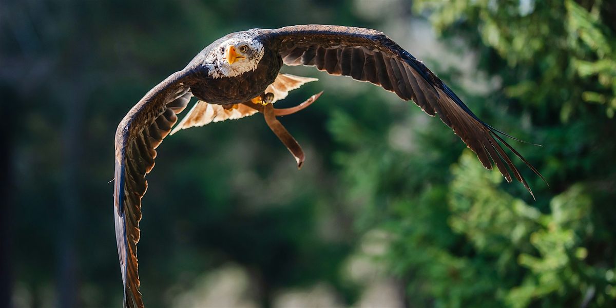 The Choice for Wildlife \u2013 Sony-Workshop