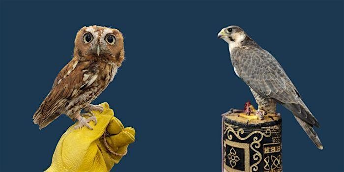 Wildlife Education: The Raptory (LIVE BIRDS)