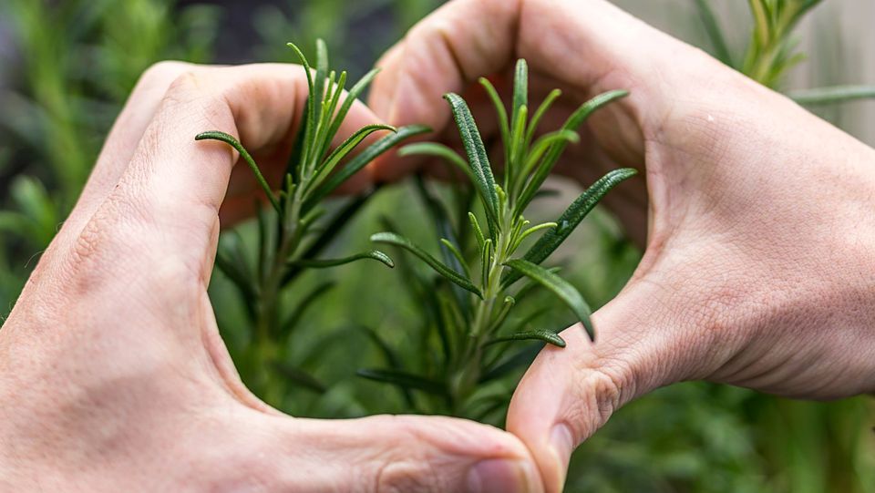 Grow Your Own Herbal Garden: Healing & Self-Care with Claudia Noble-Levingston