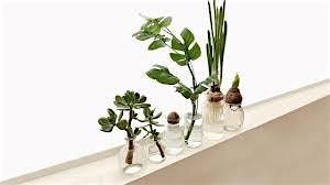 Perfecting Propagation: How to Make one Plant into Hundreds