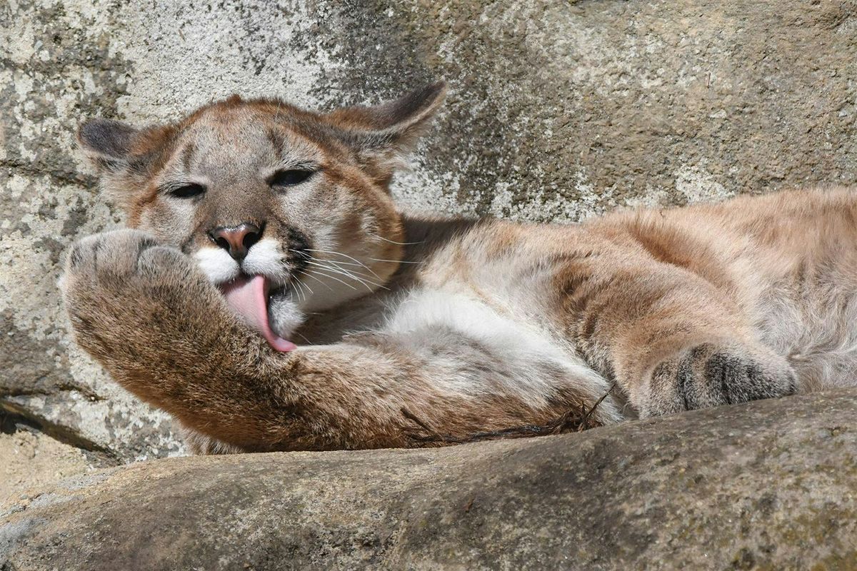 Cougars and Coyotes