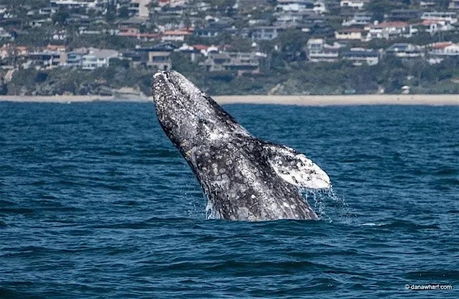 Gray Whale Foundation Evening Cruise & Fundraiser