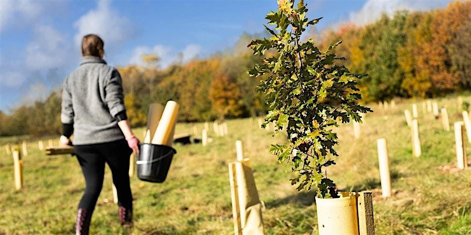 Citizen Forester Tree Planting & Maintenance, Haslam Park, Bolton