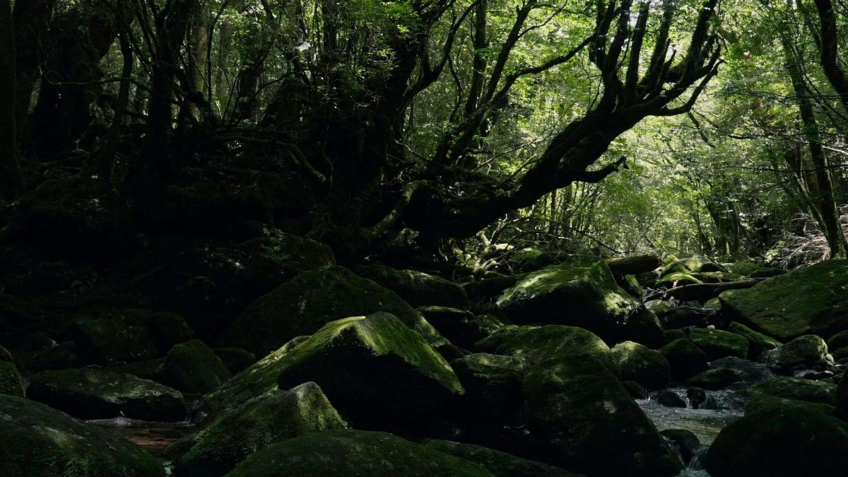 May Day - the new film by Mai Hua & Jerry Hyde